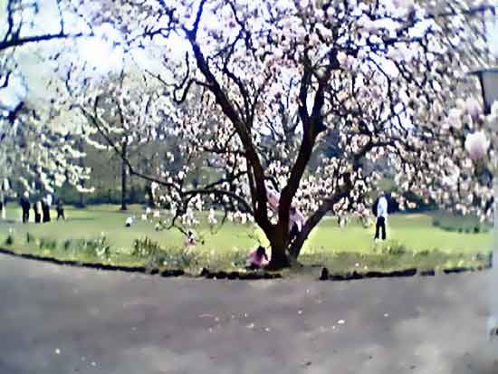 Rosa Kinder in den Magnolien