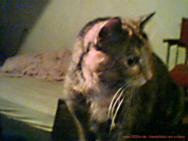 kapellencup 2006(37)